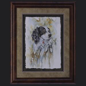 Sobe - English Setter